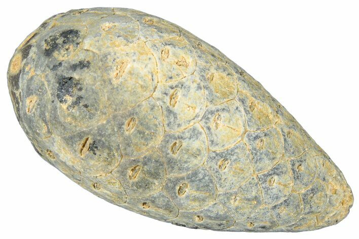 Fossil Cycadophyte Seed Cone - Boujdour, Morocco #325295